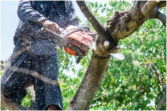 tree services Salina